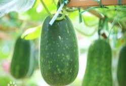 秋天别吃瓜,为何秋天不宜食用瓜类水果