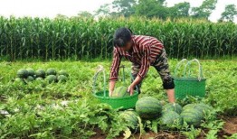 吃坟地的瓜好吗,揭秘吃坟地瓜的神秘传说与民间禁忌