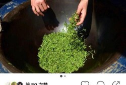 绿茶吃瓜5,揭秘绿茶界的神秘瓜界风云