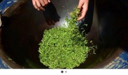 绿茶吃瓜5,揭秘绿茶界的神秘瓜界风云