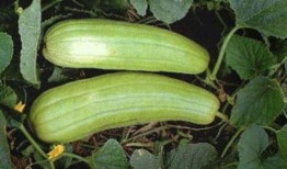 吃秋天的瓜,探寻秋天瓜果的独特魅力