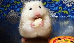 仓鼠吃小瓜,揭秘仓鼠饮食新趋势