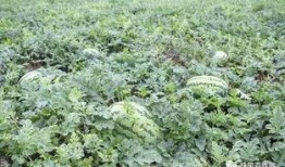 井瓜怎么吃,探索美味井瓜的烹饪艺术