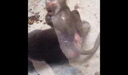 大马猴吃瓜的视频