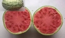 法律中吃的瓜,揭秘网络舆论中的法律边界