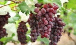 吃葡萄不吐瓜,品味生活，笑对人生