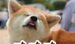 看瓜吃瓜 遛狗表情包,趣味横生的网络文化现象