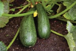 吃秋天的瓜,探寻秋天瓜果的独特魅力