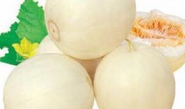 吃白沙蜜瓜,品味白沙蜜瓜的甜蜜诱惑