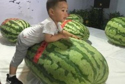 晋城最新吃瓜事件,揭秘网络热议背后的真相