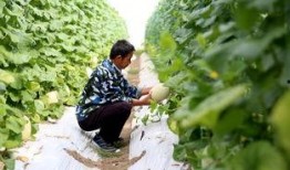 吃坟地的瓜好吗,揭秘吃坟地瓜的神秘传说与民间禁忌