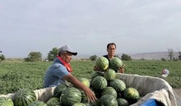 孟县吃瓜,探寻当地特色美食之旅