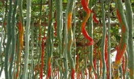 长蛇瓜怎么吃,探索美味与营养的完美结合