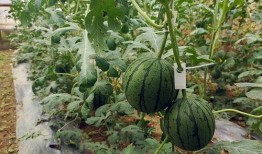 大瓜吃了继续吃小瓜吗,小瓜也难挡诱惑