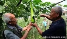 有伤口可以吃瓜,这些瓜类食物助力恢复