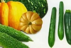 赣马吃瓜,揭秘赣南特色美食背后的故事