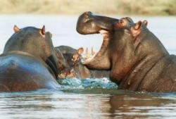 河马吃瓜搞怪图片,萌态十足，搞怪瞬间引网友爆笑