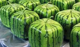 赣榆 吃瓜 由来,民间趣谈与地方风情的交融