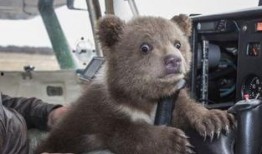 吃瓜小熊俄罗斯,探寻异国风情与美食