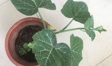 爬上窗台吃瓜,一场别开生面的高空“吃瓜”奇遇