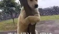 看瓜吃瓜 遛狗表情包,趣味横生的网络文化现象