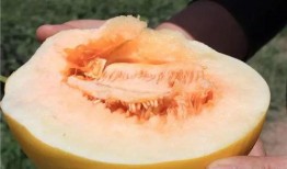 吃白沙蜜瓜,品味白沙蜜瓜的甜蜜诱惑