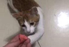 美女吃瓜跟猫说话,美女吃瓜与猫咪的温馨对话