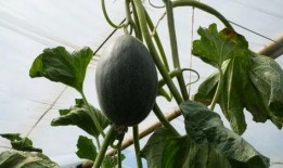 瓜姐吃瓜,揭秘娱乐圈那些不为人知的幕后故事