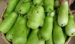 幼儿可以吃葫芦瓜吗