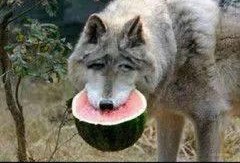吃瓜群猫舍,揭秘吃瓜群猫舍的欢乐生活