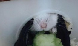 仓鼠吃小瓜,揭秘仓鼠饮食新趋势