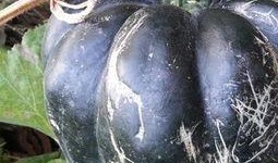 家里的方瓜怎么吃,解锁家常方瓜的多重美味