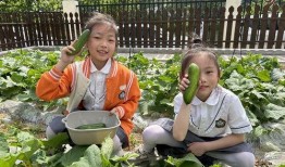 合肥幼儿吃瓜,夏日清凉趣味无限