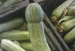 农人小瑞吃瓜,农人小瑞的甜蜜瓜田生活