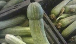 农人小瑞吃瓜,农人小瑞的甜蜜瓜田生活