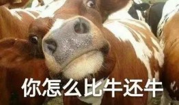 吃瓜牛牛表情,揭秘网络热梗背后的趣味与智慧