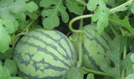 产妇可以吃甜蜜瓜吗,产妇适宜食用甜蜜瓜的饮食建议