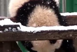 吃瓜小熊十二,揭秘娱乐圈背后的秘密与真相