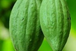 佛手瓜是莴瓜吗怎么吃的,揭秘佛手瓜的独特食法