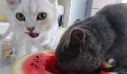 猫吃瓜被打,一场意外的“瓜界风波”