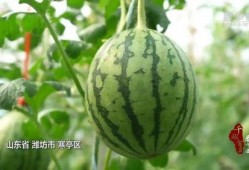 潍坊寒亭吃瓜,瓜果飘香，品味夏日田园风情