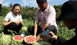 农民吃瓜群众,见证乡村振兴的生动画卷