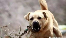 小伙吃瓜被狗咬,小伙吃瓜不慎遭遇狗狗咬伤