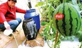 蓝牙吃瓜吴川完整,揭秘吴川的蓝牙美食之旅