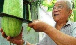 砍瓜可以吃吗,美味与营养并存的神奇食材