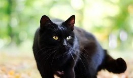 黑猫吃瓜网站,揭秘娱乐圈幕后真相，带你领略明星们的真实生活