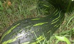 小孩吃方瓜好吗,适合小孩食用