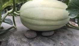 老了也吃瓜,老有所乐的“吃瓜”生活