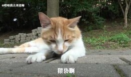 宠物老鼠吃瓜,趣味横生的宠物日常