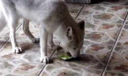 狐狸吃瓜,瓜界风云再起